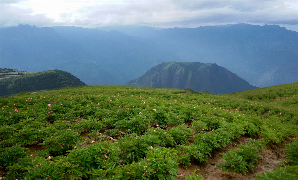 兰花药业中药材种植基地